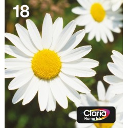 Epson Daisy Multipack Margherita 4 colori Inchiostri Claria Home 18 in confezione EasyMail Packaging C13T18064511