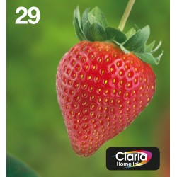 Epson Strawberry Multipack Fragole 4 colori Inchiostri Claria Home 29 in confezione EasyMail Packaging C13T29864511